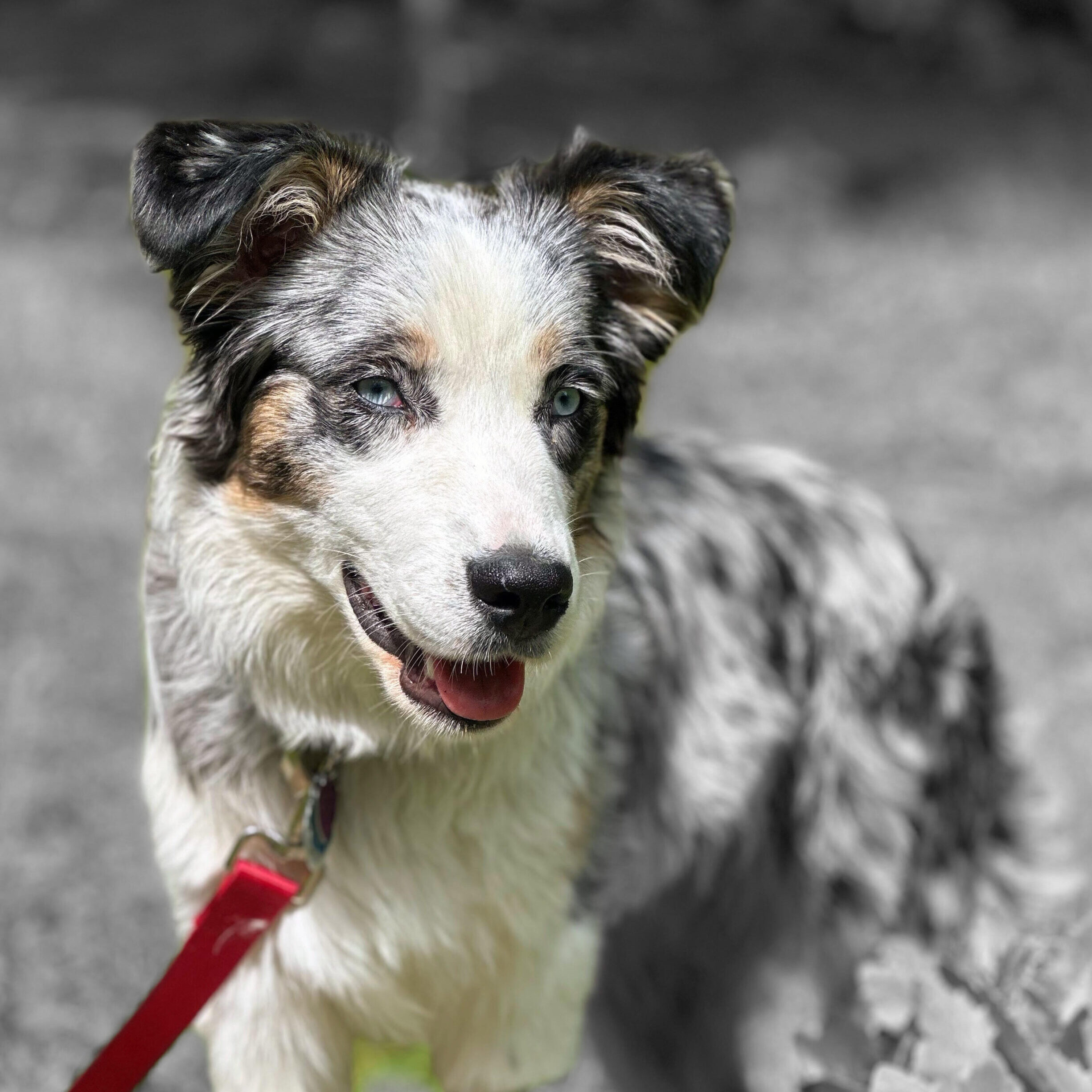 barketing team member 5
